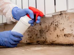 Best Black Mold Removal  in , MO